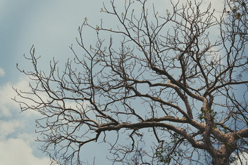 Sky above the trees in the forest in vintage tone.