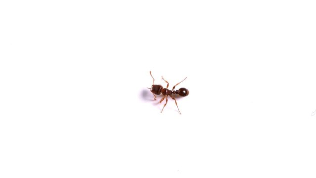 Ants insects walks on white background