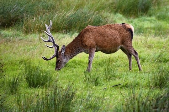 Schottland - Hirsch Am Loch Assynt