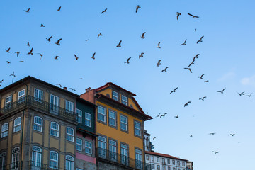 Historic houses against the sky with a Seagull in Porto, Portugal.