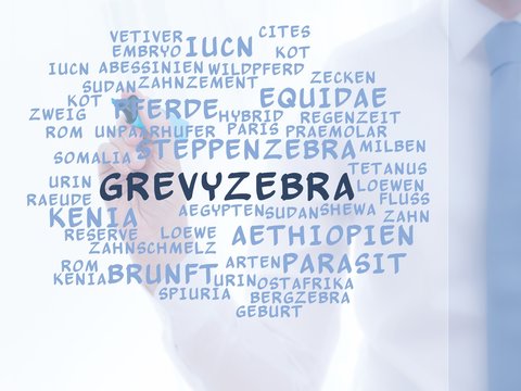 Grevyzebra