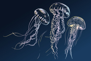 Obraz premium Ręcznie rysowane meduzy. Ilustracji wektorowych. Kolekcja morska.
