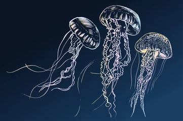 Hand drawn jellyfish. Vector illustration. Sea collection. © akhmett