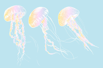 Fototapeta premium Hand drawn jellyfish. Vector illustration. Sea collection.