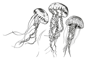 Fototapeta premium Ręcznie rysowane meduzy. Ilustracji wektorowych. Kolekcja morska.