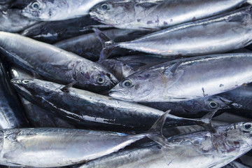 Bunch of fishes. Sea fishes pile on seafood market. Fresh sea fish for sell.