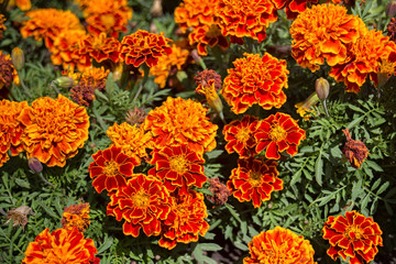 Colorful orange marigold flowers (Tagetes) in the garden of the town park.