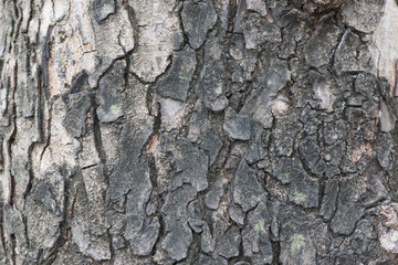 bark
