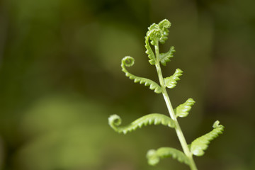 fern