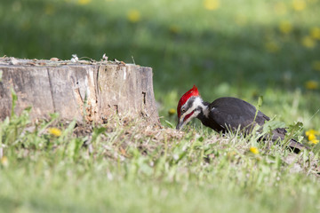 Pileated woodpecker at work