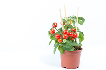 Single home cultivated organic cherry tomatoes tree with mini red fresh tomatoes hanging on it, planted in a brown pot with white background