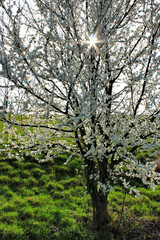 Flowers of white cherry blossoms on a spring day, Germany