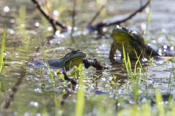 Two males Green Frog - Lithobates (Rana) clamitans melanota