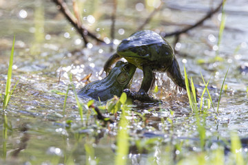 Two males Green Frog - Lithobates (Rana) clamitans melanota