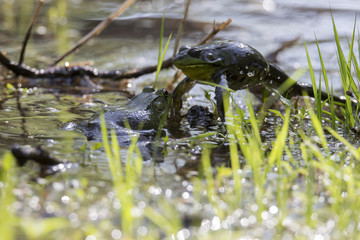 Two males Green Frog - Lithobates (Rana) clamitans melanota