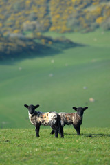 Twin lambs © Peter Cripps