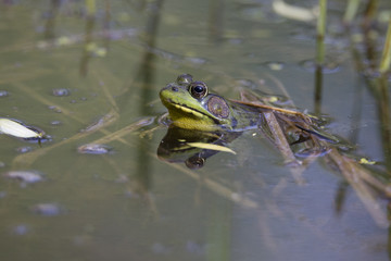  Green Frog - Lithobates (Rana) clamitans melanota