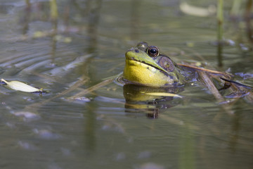 Green Frog - Lithobates (Rana) clamitans melanota