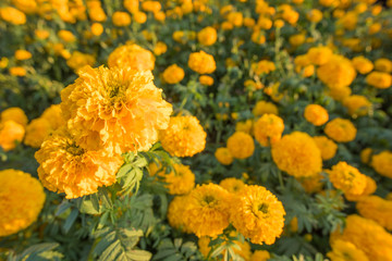 marigold flowers in the field with sunlight