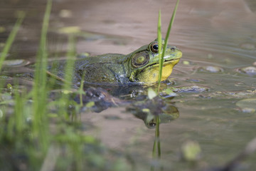 Green Frog - Lithobates (Rana) clamitans melanota