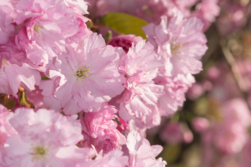 Zierkirschenblüten frisch erblüht im Frühlingslicht