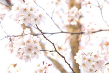 Fototapeta na wymiar Japanese cherry blossom background #2