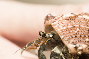 Shell with hermit crab in woman's hand. Cute animal from tropical seaside.