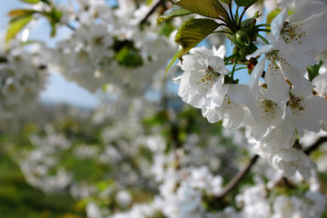 Flowers of white cherry blossoms on a spring day, Germany