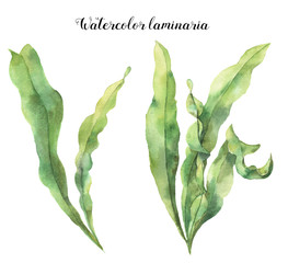 Watercolor laminaria. Hand painted underwater floral illustration with algae leaves branch isolated on white background. For design, fabric or print. © yuliya_derbisheva