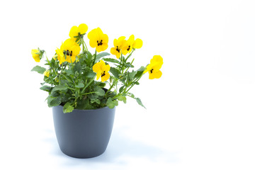 Horned Violet, Yellow Viola, Cornuta planted in a grey pot and isolated in white studio background