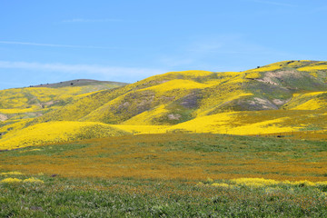 Yellow Hills