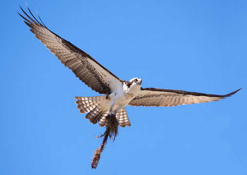 Osprey Flying in With Nest Building Material