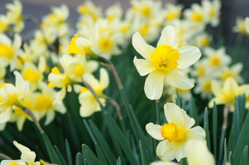 私が一番ジャンボ