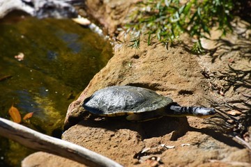 Obraz premium Turtles