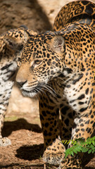 Female Jaguar with young Jaguar