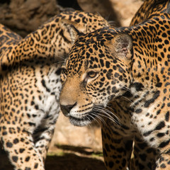 Fototapeta na wymiar Female Jaguar with young Jaguar