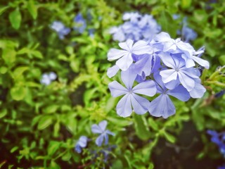 Cape leadwort in the garden.