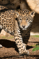 Obraz na płótnie Canvas Young Jaguar