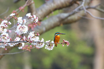 桜の木に止まる翡翠