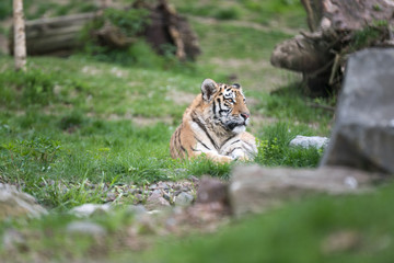 Siberian tiger relaxing in the sun on a patch of grass