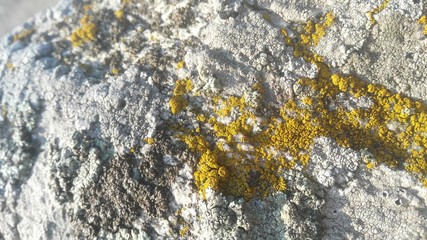 stone in moss