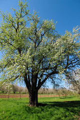 Fototapeta premium Beautifully blossoming tree on green meadow at warm sunlight in spring, Germany