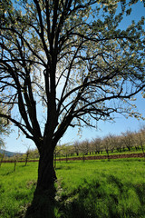 Beautifully blossoming tree on green meadow at warm sunlight in spring, Germany