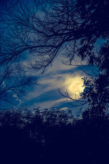 Silhouettes of dry tree against sky and beautiful super moon. Outdoor.