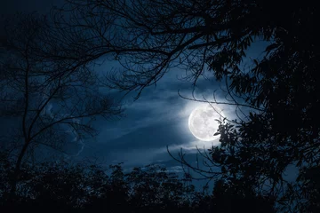 Deurstickers Silhouetten van droge boom tegen hemel en mooie super maan. Buitenshuis. © kdshutterman