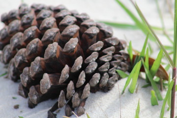 Pine cone on the beach