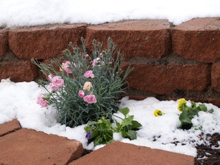 Carnations in spring time snow