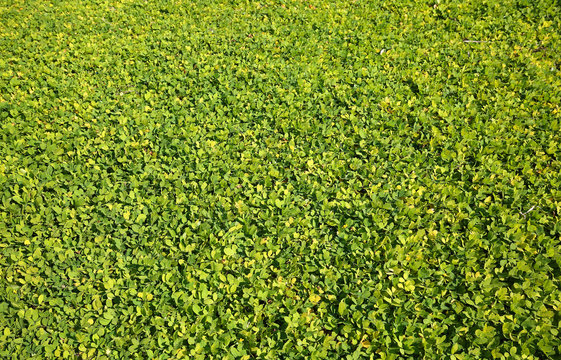Lawn full of ornamental perennial peanut used to replace grass, a drought resistant, low maintenance ground cover, a relative of the edible peanut.