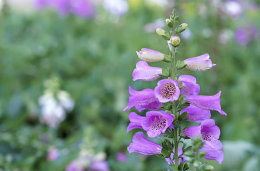 Amazing flower background at flowers festival in spring colorful bloom, beautiful blossom on branch of tree