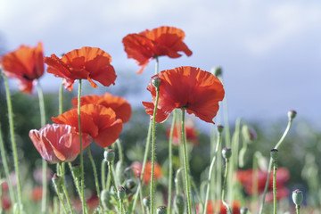 Wild Coquelicot flowers bloom in the sunny sky shimmering as the glorious beauty of the fleeting wings